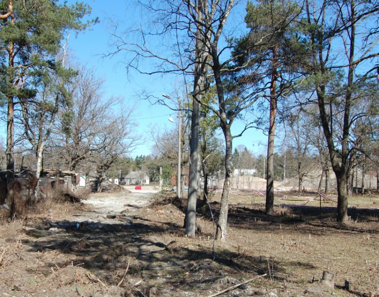 Lõvi.jpg